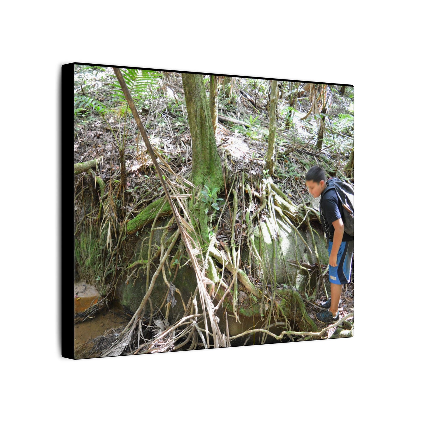 Forest Stream Adventure Matte Canvas Print — Boy Exploring Tree Roots Wall Art - Jose looks at the river - Tree has roots all over - Note the little sunlight