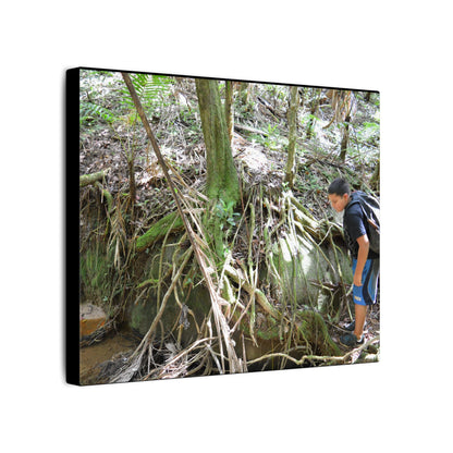 Forest Stream Adventure Matte Canvas Print — Boy Exploring Tree Roots Wall Art - Jose looks at the river - Tree has roots all over - Note the little sunlight