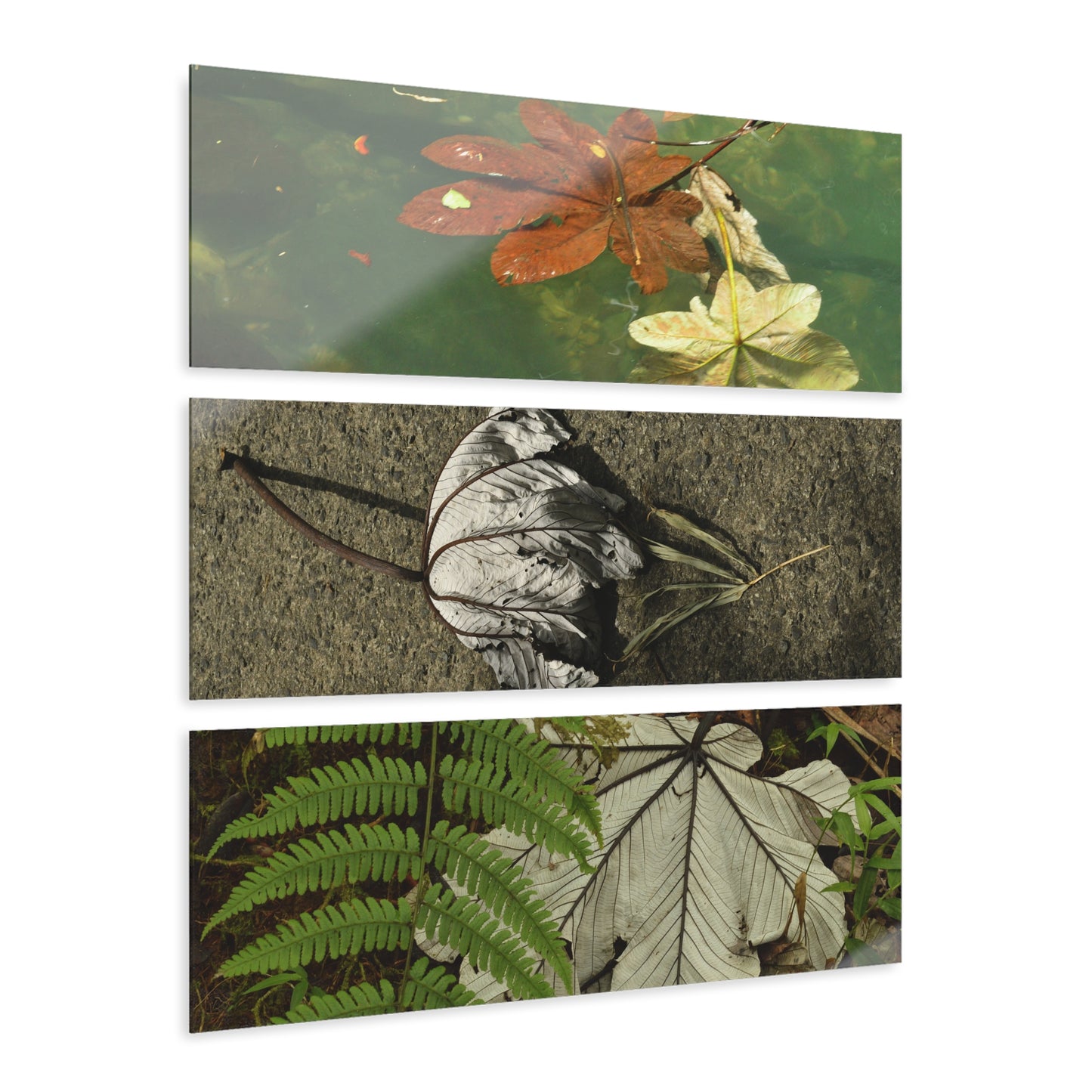 Deep Forest Explorations -The amazing Yagrumo Tree Leaves  - El Yunque RainForest  - Nikon D850 - Tropical Mountains Triptych Acrylic Print – Panoramic Jungle & Ocean Wall Art