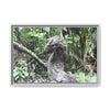 Tropical Vista Matte Canvas Framed Wall Art - Forest explorations - Deep in Sabana River Unusual Tree formations ??? -  El Yunque rainforest PR