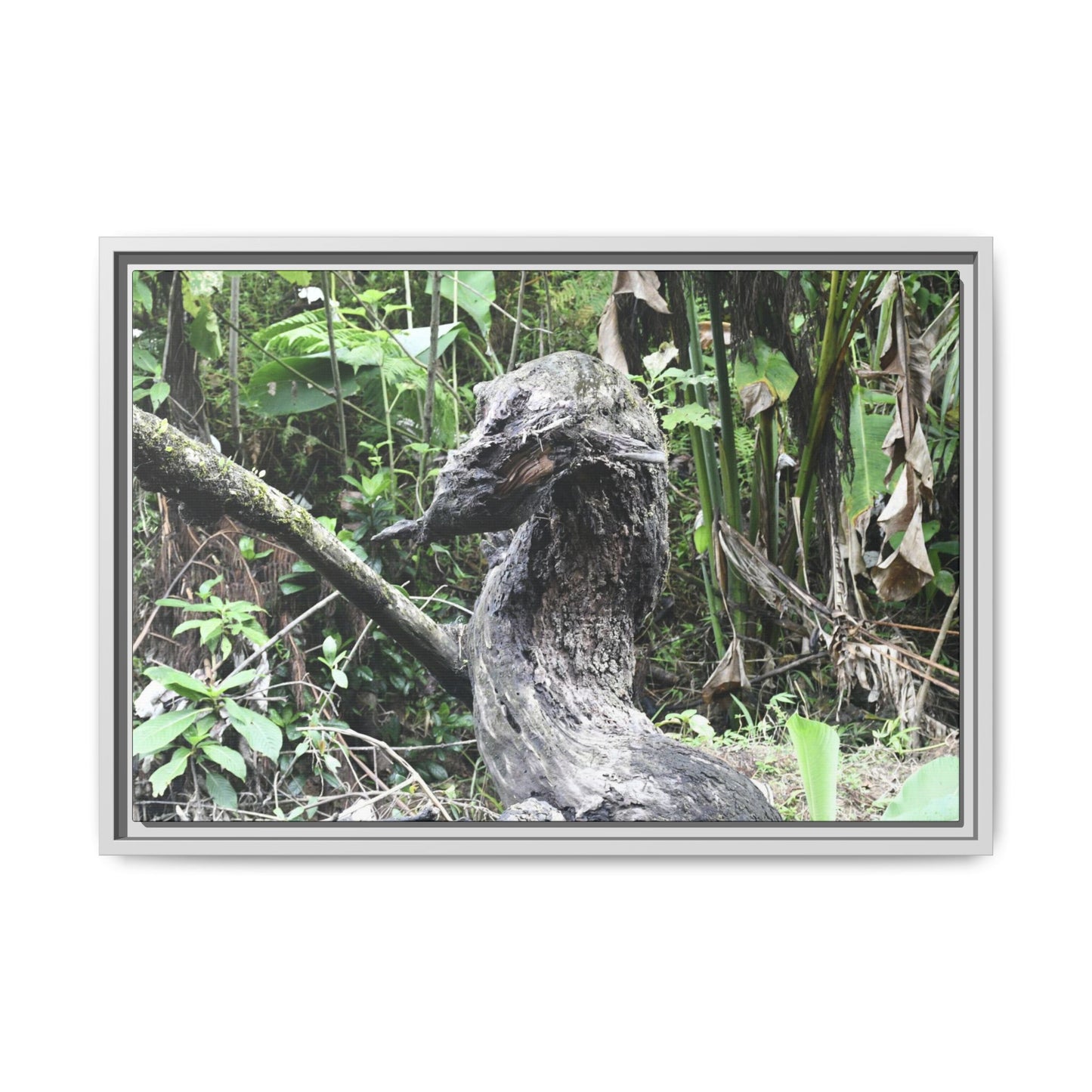 Tropical Vista Matte Canvas Framed Wall Art - Forest explorations - Deep in Sabana River Unusual Tree formations ??? -  El Yunque rainforest PR