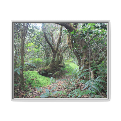 Tropical Vista Matte Canvas Framed Wall Art — Magic section of the remote Tradewinds Trail -  El Yunque rainforest PR