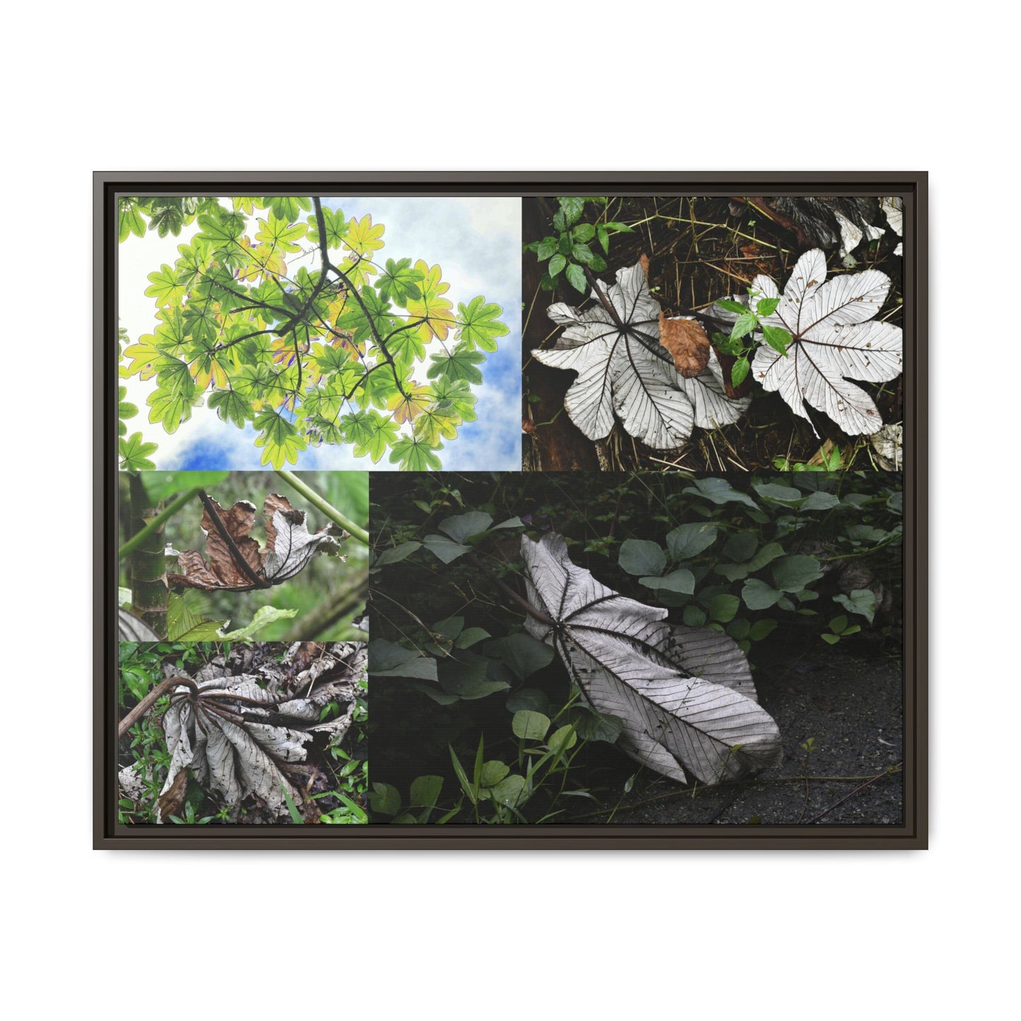 Tropical Vista Matte Canvas Framed Wall Art - Forest explorations - Deep in El Yunque rainforest PR - Mosaic#2 of the Unique Yagrumo Tree Leafs