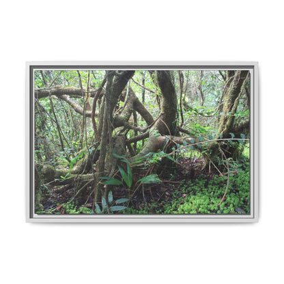 Framed Matte Canvas Wall Art — Tropical Rainforest Roots Photography - The dance of trees - a tree jumble where they hold each other - Nikon