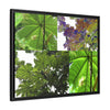 Tropical Vista Matte Canvas Framed Wall Art - Forest explorations - Deep in El Yunque rainforest PR - Mosaic#3 of the Unique Yagrumo Tree Leafs