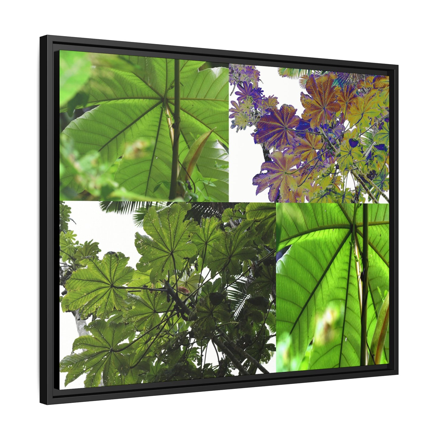 Tropical Vista Matte Canvas Framed Wall Art - Forest explorations - Deep in El Yunque rainforest PR - Mosaic#3 of the Unique Yagrumo Tree Leafs