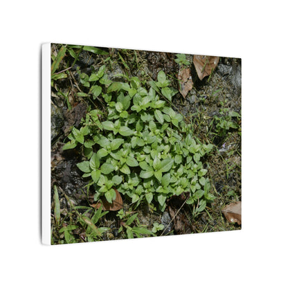 Green Groundcover Matte Canvas Wall Art — Lush Clover Patch Nature Print - Plants below the forest canopy - El Yunque Rainforest - Puerto Rico