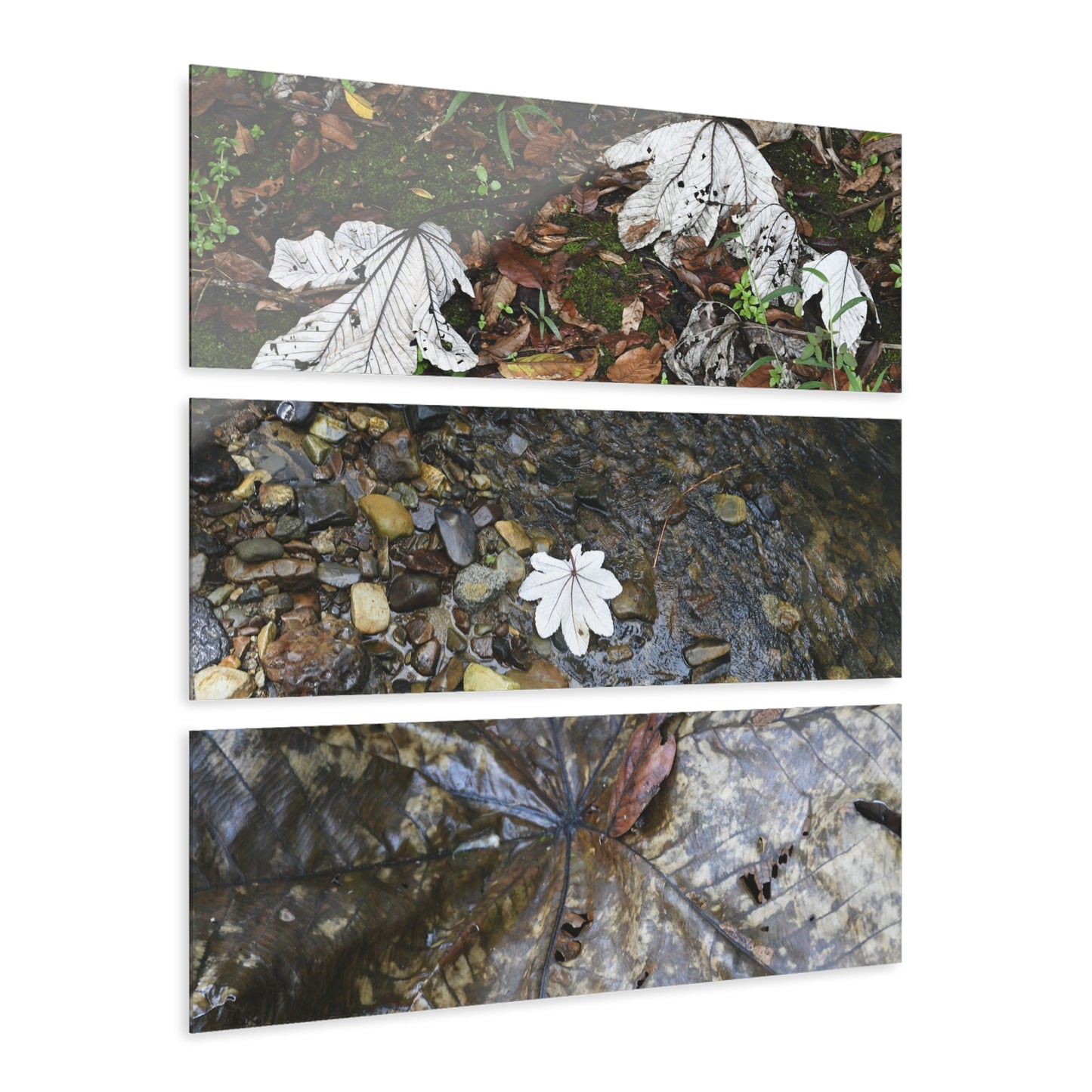 Deep Forest Explorations -The amazing Yagrumo Tree Leaves  - El Yunque RainForest  - Nikon D850 - Tropical Mountains Triptych Acrylic Print – Panoramic Jungle & Ocean Wall Art