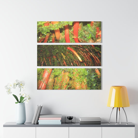 The Strong Orange Roots of the Sierra Palm - El Yunque - Nikon D850 - Triptych Acrylic Print – Forest Creek Landscape Wall Art