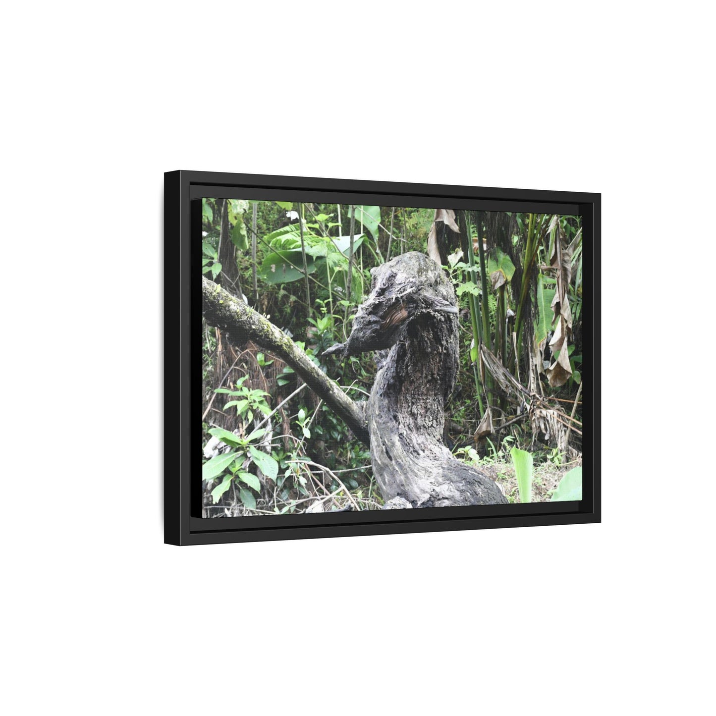 Tropical Vista Matte Canvas Framed Wall Art - Forest explorations - Deep in Sabana River Unusual Tree formations ??? -  El Yunque rainforest PR