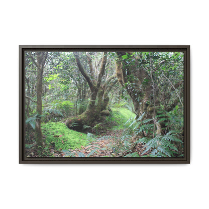 Tropical Vista Matte Canvas Framed Wall Art — Magic section of the remote Tradewinds Trail -  El Yunque rainforest PR