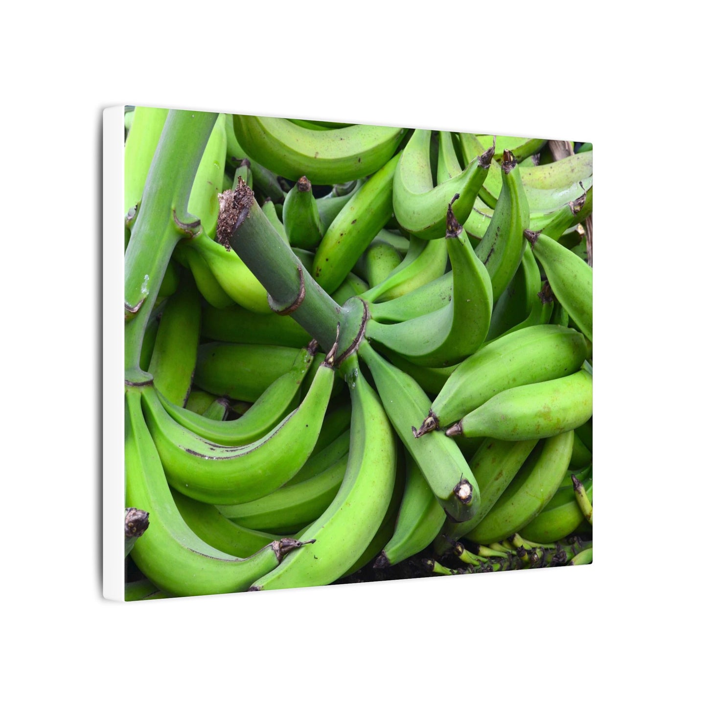 Green Banana Bunch Matte Canvas Wall Art — Tropical Kitchen Decor - Platanos in Puerto Rico - ready for cooking - for tostones etc.