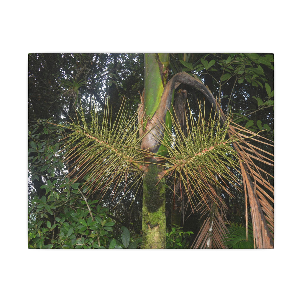 Tropical Fern Canvas Wall Art – Lush Rainforest Botanical Print - El Yunque Rainforest - Puerto Rico - Deep forest explorations - Sierra Palm seeds