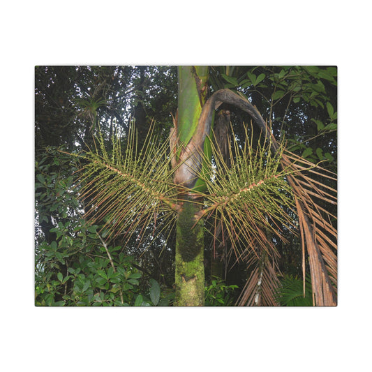 Tropical Fern Canvas Wall Art – Lush Rainforest Botanical Print - El Yunque Rainforest - Puerto Rico - Deep forest explorations - Sierra Palm seeds