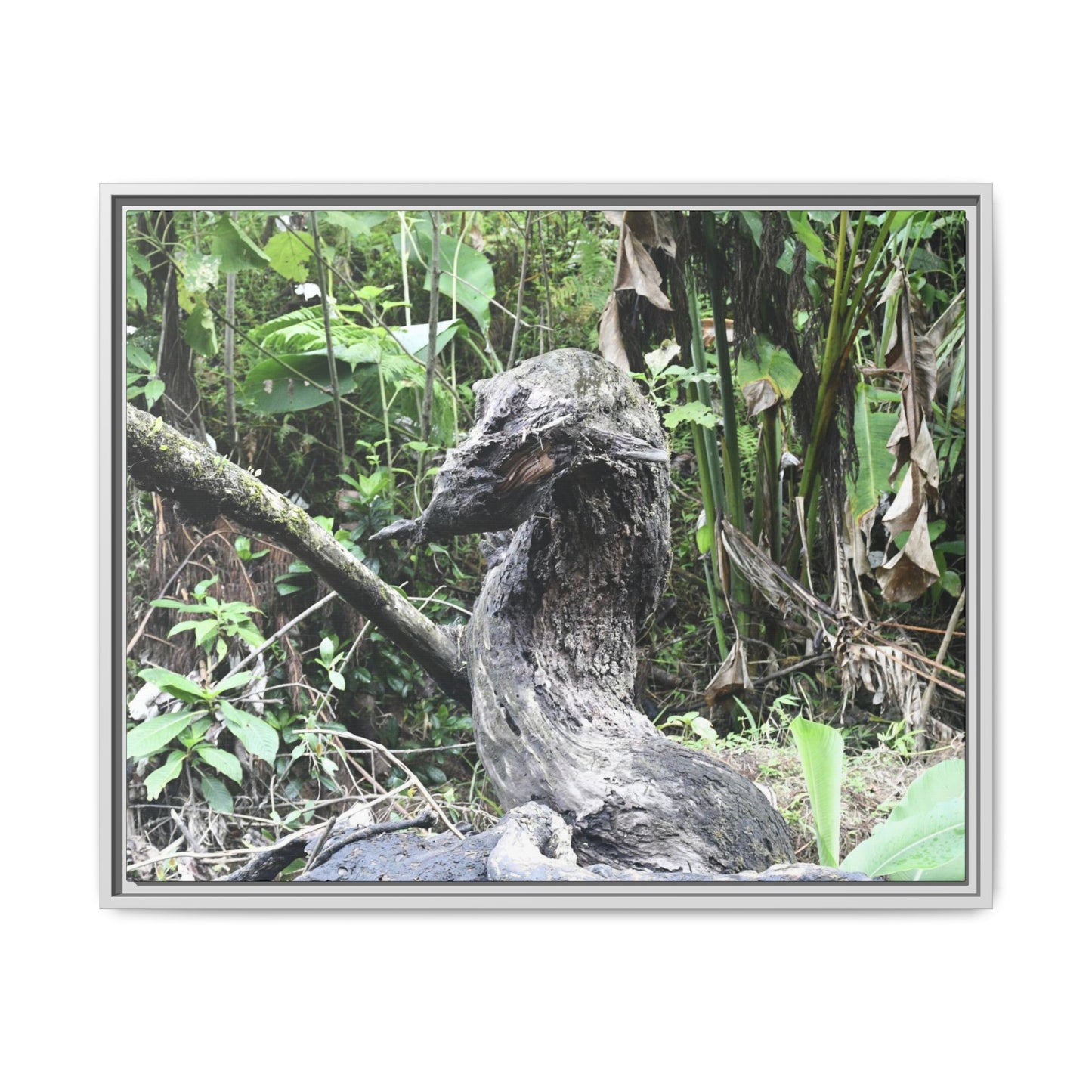 Tropical Vista Matte Canvas Framed Wall Art - Forest explorations - Deep in Sabana River Unusual Tree formations ??? -  El Yunque rainforest PR