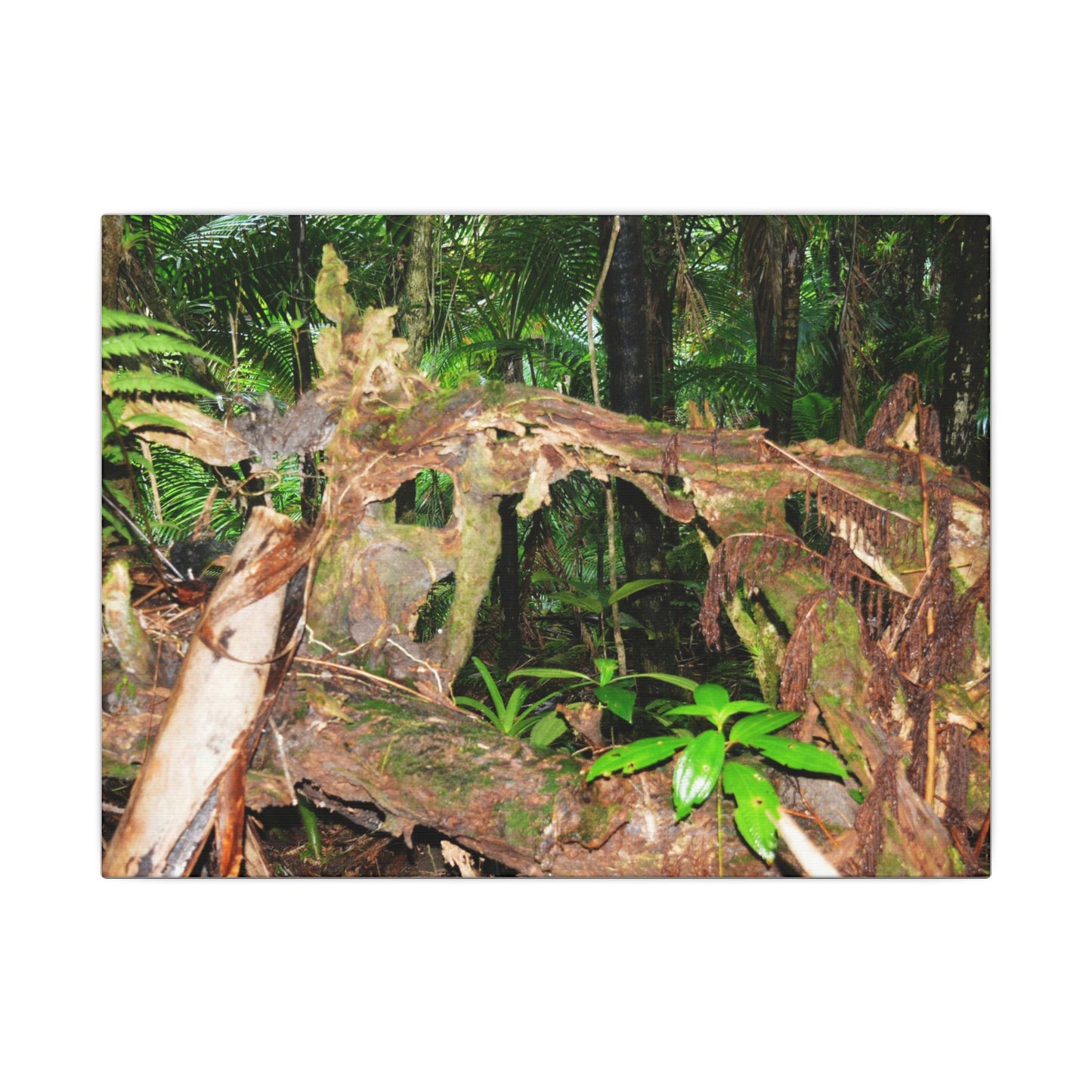 Tropical Rainforest Canvas Print — Lush Jungle Nature Wall Art - El Yunque Rainforest - Puerto Rico - Deep forest explorations - fallen tree