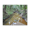 Deep Forest Explorations - El Yunque Holy Spirit River - Nikon D850 - Forest Creek Canvas Print - Stretched 0.75" Nature Wall Art