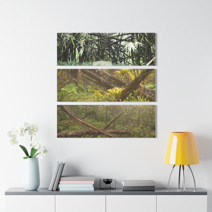 Mangled Bamboos, Rio Sabana Forest after Hurricane Maria in 2017 - Nikon D850 - Triptych Acrylic Print – Panoramic Jungle Wall Aert