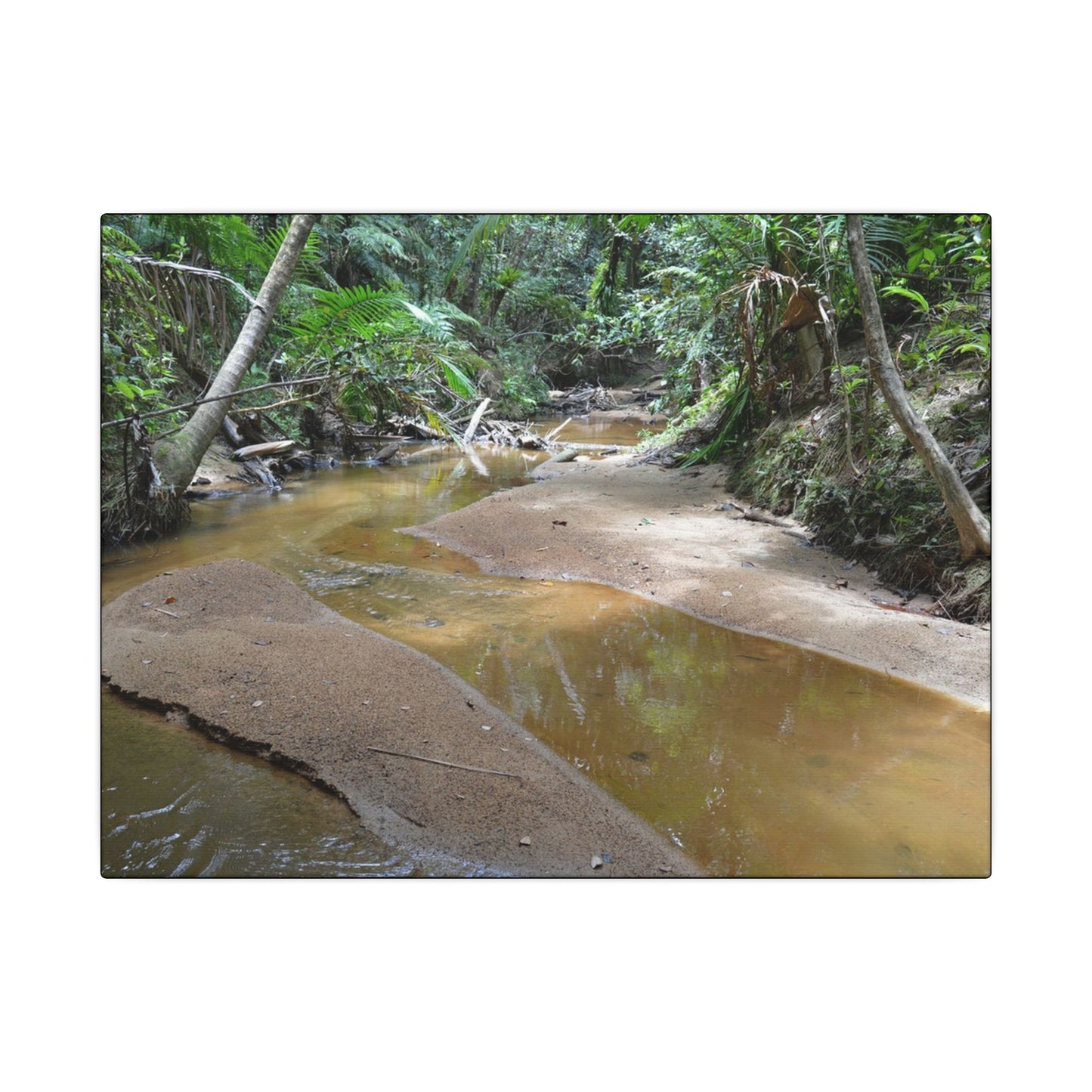 Tropical Creek Canvas Print — Matte Stretched Wall Art (Multi-Size) - El Yunque Rainforest - Puerto Rico - Deep forest explorations