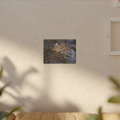 Yagrumo Leaf Floating — Matte Canvas Wall Art - Yagrumo leaf - white side - in a flooded Rio Sabana river - El Yunque Rainforest - Puerto Rico - Deep forest explorations