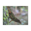 Matte Canvas Wall Art – Green Tree Lizard Photography (Stretched) - El Yunque Rainforest - Puerto Rico - Deep forest explorations