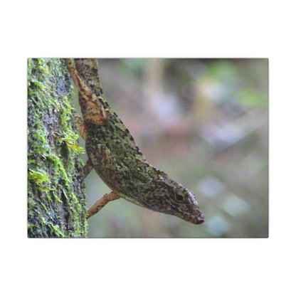 Matte Canvas Wall Art – Green Tree Lizard Photography (Stretched) - El Yunque Rainforest - Puerto Rico - Deep forest explorations
