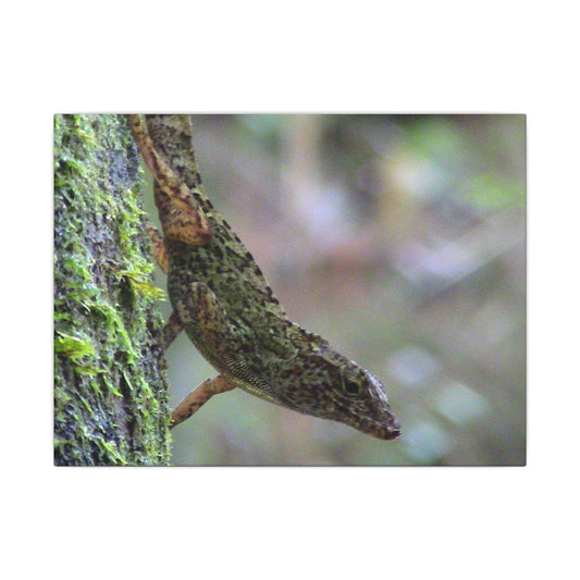 Matte Canvas Wall Art – Green Tree Lizard Photography (Stretched) - El Yunque Rainforest - Puerto Rico - Deep forest explorations