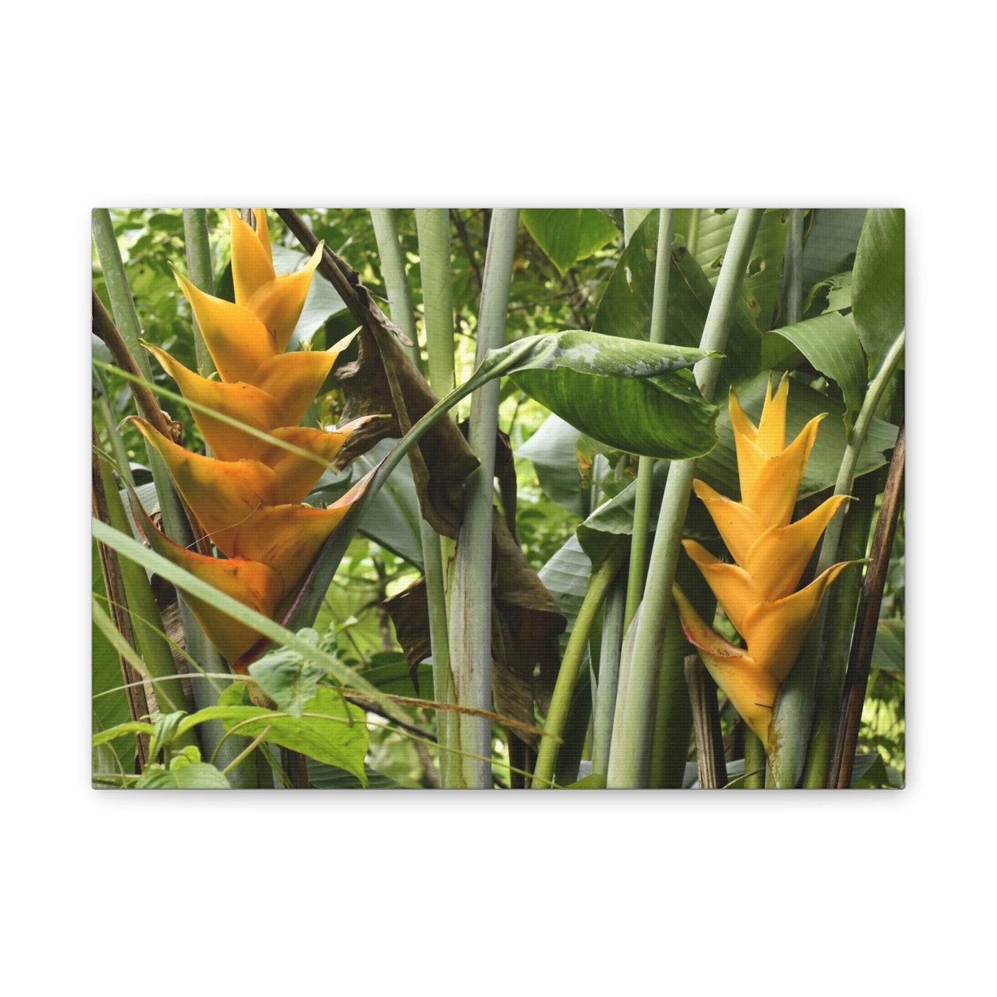 Tropical Heliconia Canvas Print — El Yunque rainforest - Vibrant Jungle Wall Art