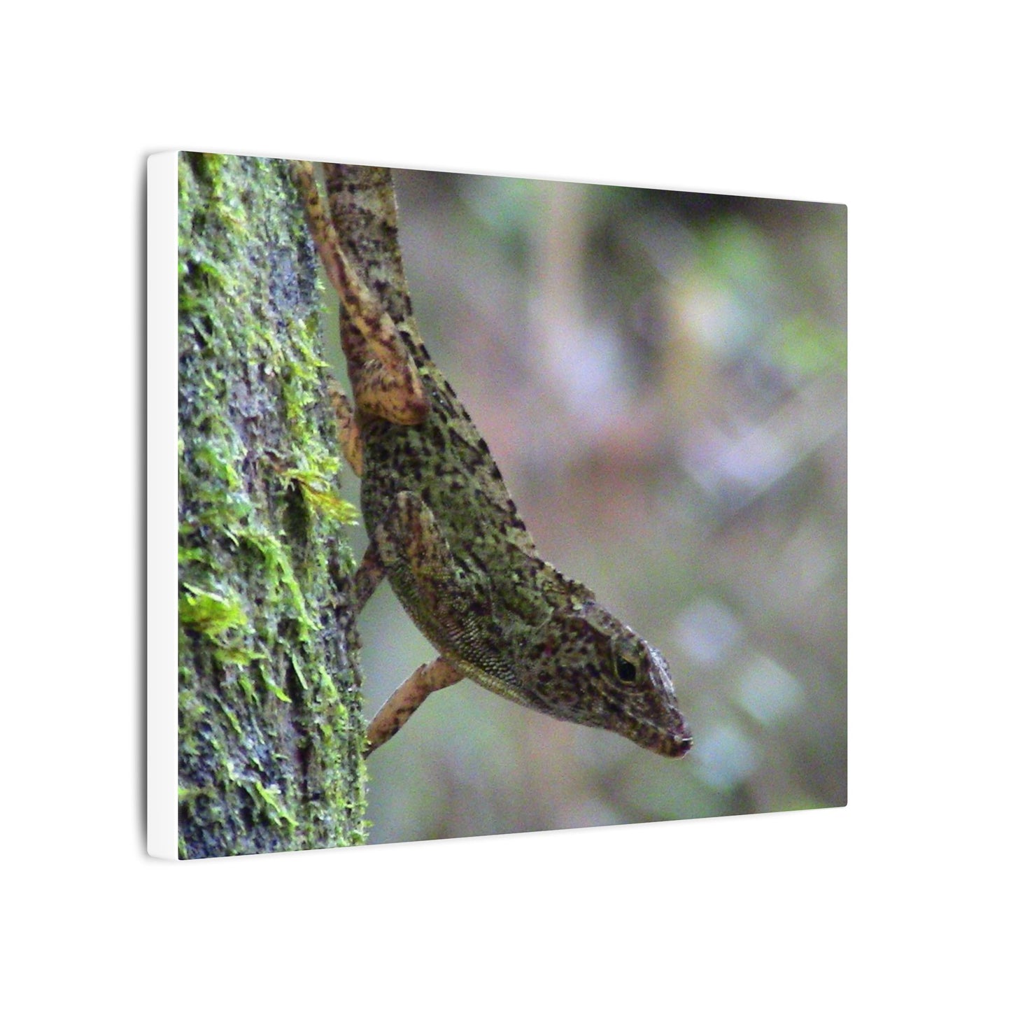 Matte Canvas Wall Art – Green Tree Lizard Photography (Stretched) - El Yunque Rainforest - Puerto Rico - Deep forest explorations