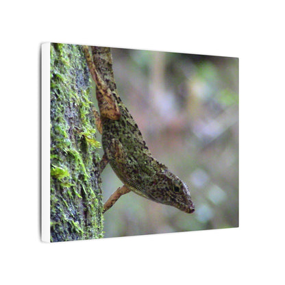 Matte Canvas Wall Art – Green Tree Lizard Photography (Stretched) - El Yunque Rainforest - Puerto Rico - Deep forest explorations