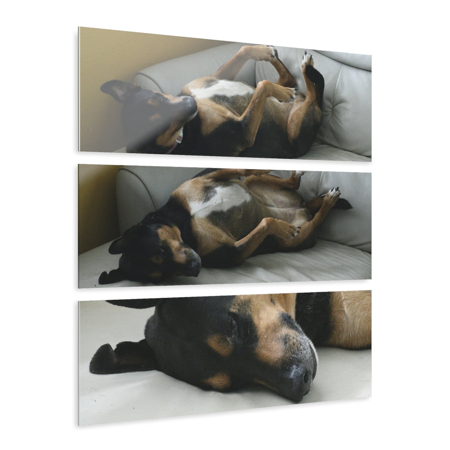 The Home Dog Firu sleeps in the sofa - Nikon D850 - Triptych Acrylic Print