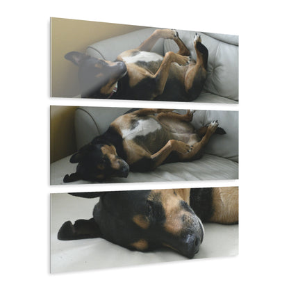 The Home Dog Firu sleeps in the sofa - Nikon D850 - Triptych Acrylic Print