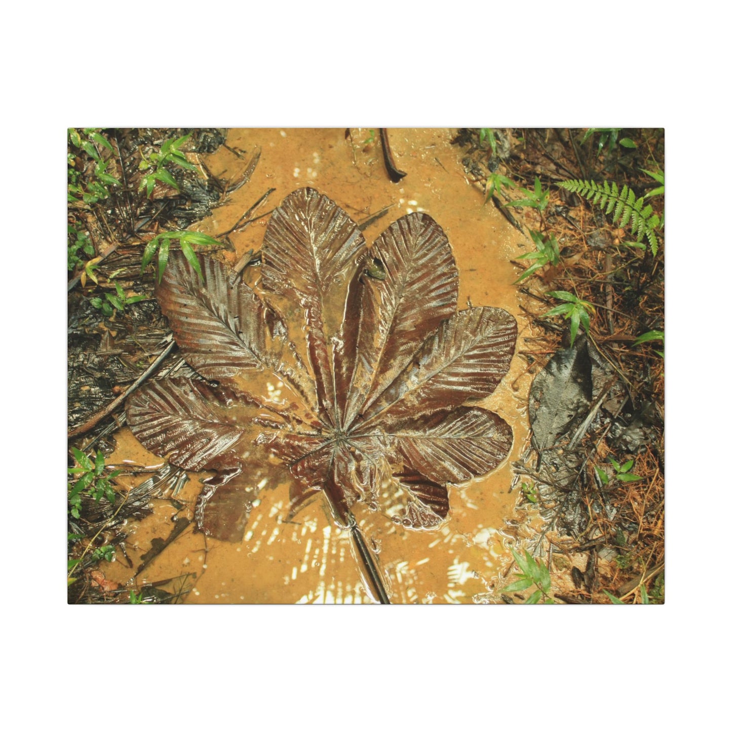 Leaf Wall Art Canvas — Botanical Nature Photography Print - Yagrumo leaf in Tradewinds Muddy Trail - El Yunque Rainforest - Puerto Rico - Deep forest explorations