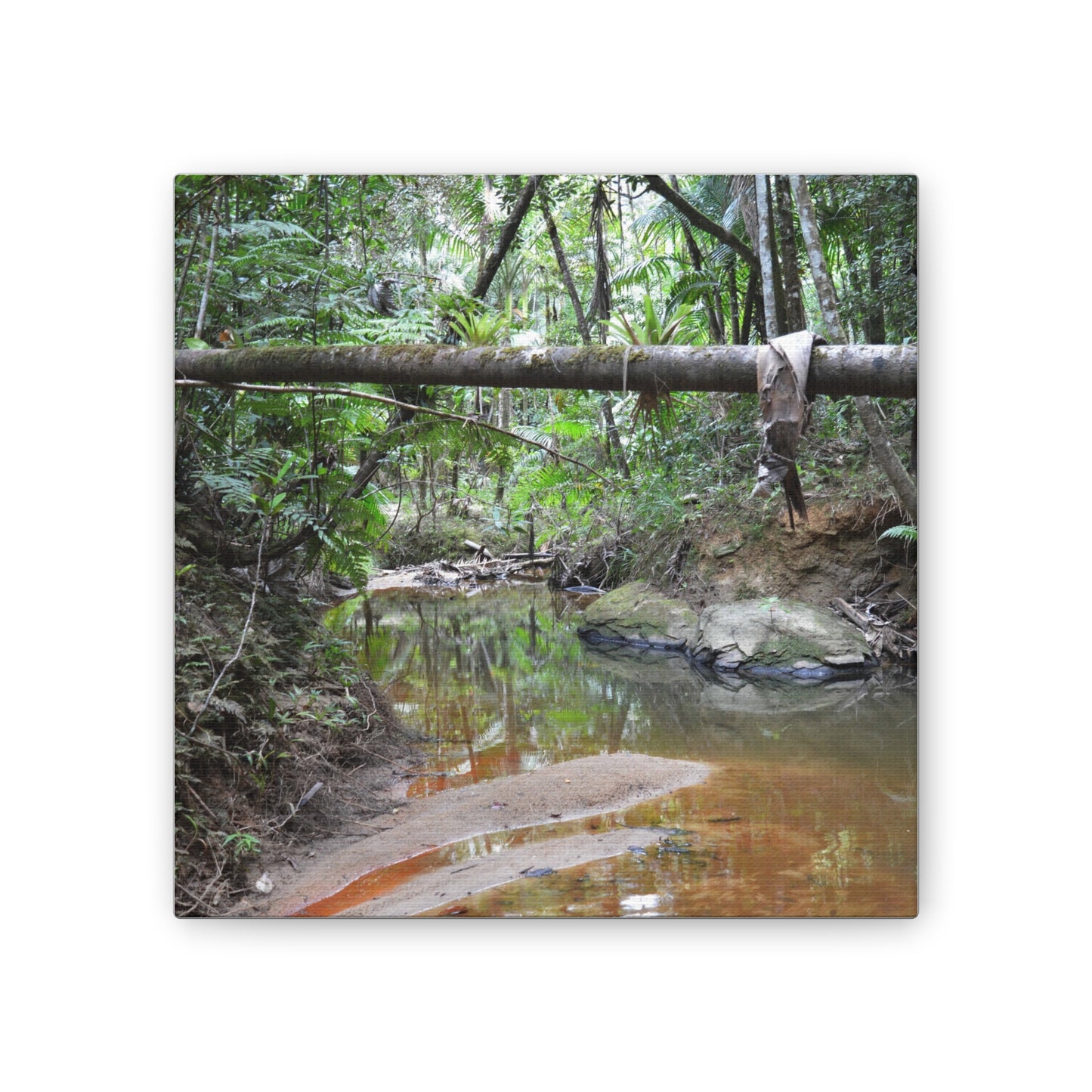 Deep Forest Explorations - El Yunque Holy Spirit River - Nikon D850 - Rainforest Creek Canvas Print — Tropical Jungle Stream Wall Art