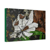 Canvas Stretched - Forest@Home - El Yunque - Recovering from Hurricane Maria - Fallen Yagrumo leafs - their two sides - Tradewinds