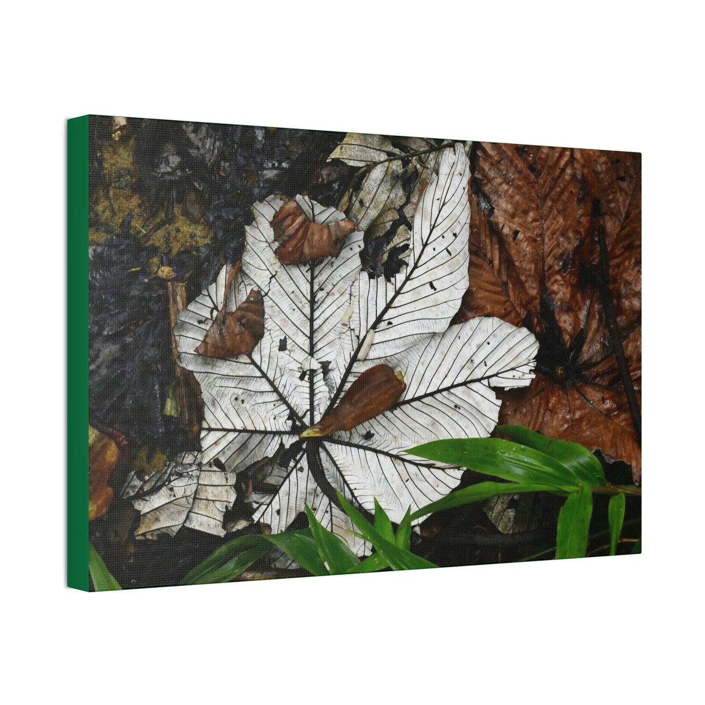 Canvas Stretched - Forest@Home - El Yunque - Recovering from Hurricane Maria - Fallen Yagrumo leafs - their two sides - Tradewinds
