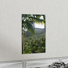 Premium Matte vertical posters -   ﻿Bring home the most remote rarely-seen regions of the rainforest in Puerto Rico - El Toro Wilderness