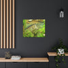 EYNF - Canvas Gallery Wraps - The Magic pond in La Mina river and trail - El Yunque PR - before Hurricane Maria
