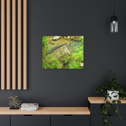 EYNF - Canvas Gallery Wraps - The Magic pond in La Mina river and trail - El Yunque PR - before Hurricane Maria