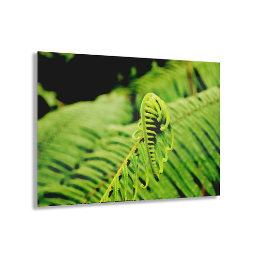 Acrylic Prints - US Made - Ideal for a Stunning Home/Office Decor Ideas - El Yunque - Fern Plant Sprouting Branch - CCMM* - Green Forest Home