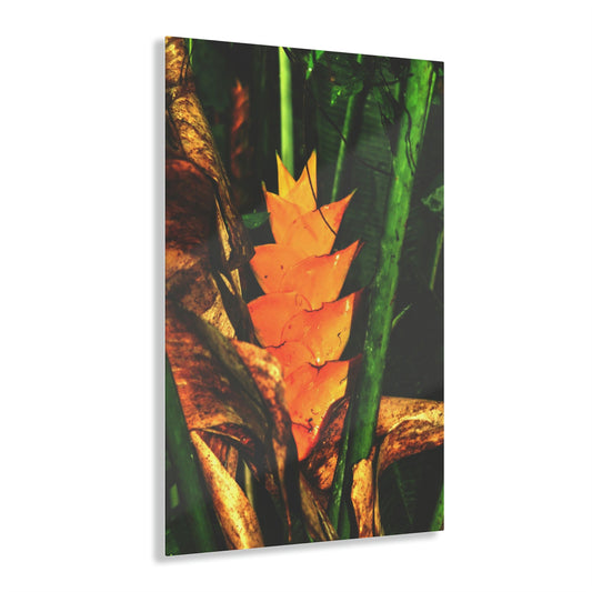 Acrylic Prints - US Made - Ideal for a Stunning Home/Office Decor Ideas - El Yunque - Heliconia Flower - CCMM* - Green Forest Home