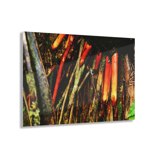 Acrylic Prints - US Made - Ideal for a Stunning Home/Office Decor Ideas - El Yunque - Lizard on the Sierra Palm roots - CCMM* - Green Forest Home