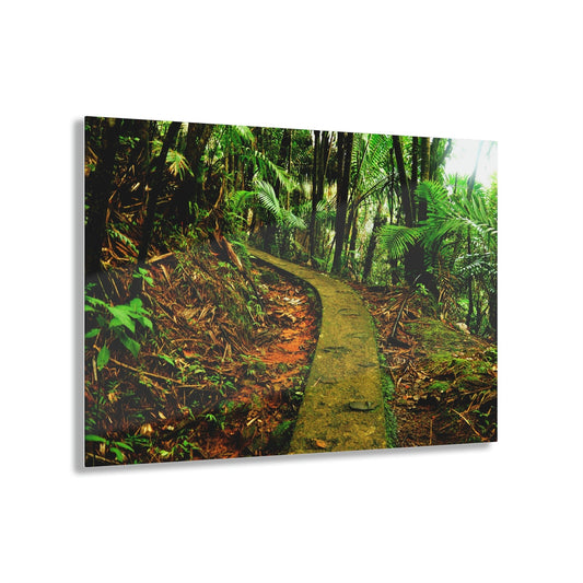 Acrylic Prints - US Made - Ideal for a Stunning Home/Office Decor Ideas - El Yunque - Mt Britton Trail Before Maria - CCMM* - Green Forest Home