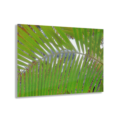 Acrylic Prints - US Made - Ideal for a Stunning Home/Office Decor Ideas - El Yunque Rainforest - In Mt Britton trail road Sierra Palms - CCMM* - Green Forest Home