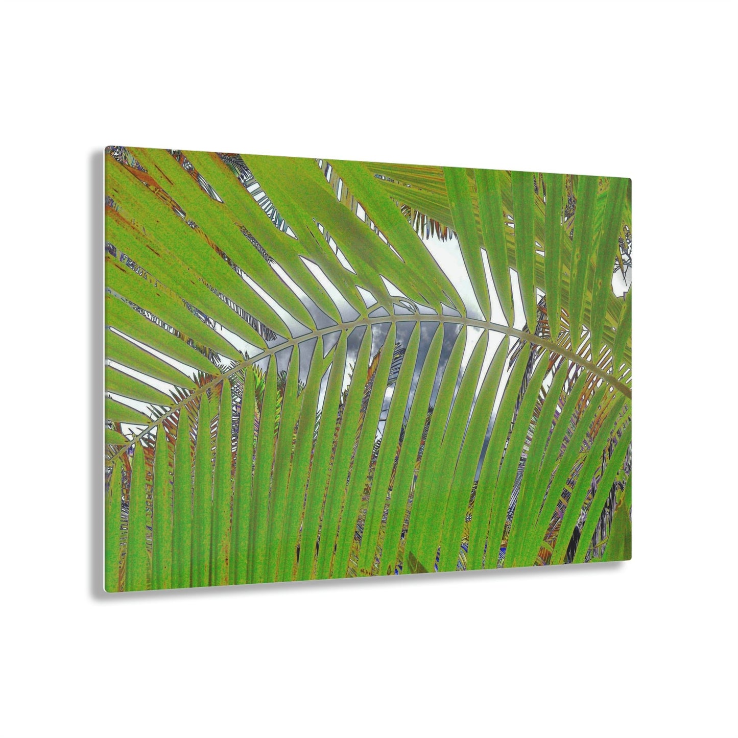 Acrylic Prints - US Made - Ideal for a Stunning Home/Office Decor Ideas - El Yunque Rainforest - In Mt Britton trail road Sierra Palms - CCMM* - Green Forest Home