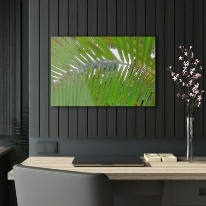 Acrylic Prints - US Made - Ideal for a Stunning Home/Office Decor Ideas - El Yunque Rainforest - In Mt Britton trail road Sierra Palms - CCMM* - Green Forest Home