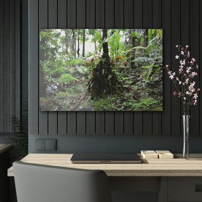 Acrylic Prints - US Made - Ideal for a Stunning Home/Office Decor Ideas - El Yunque Rainforest - Sierra Palm near road 930 as painting - CCMM* - Green Forest Home