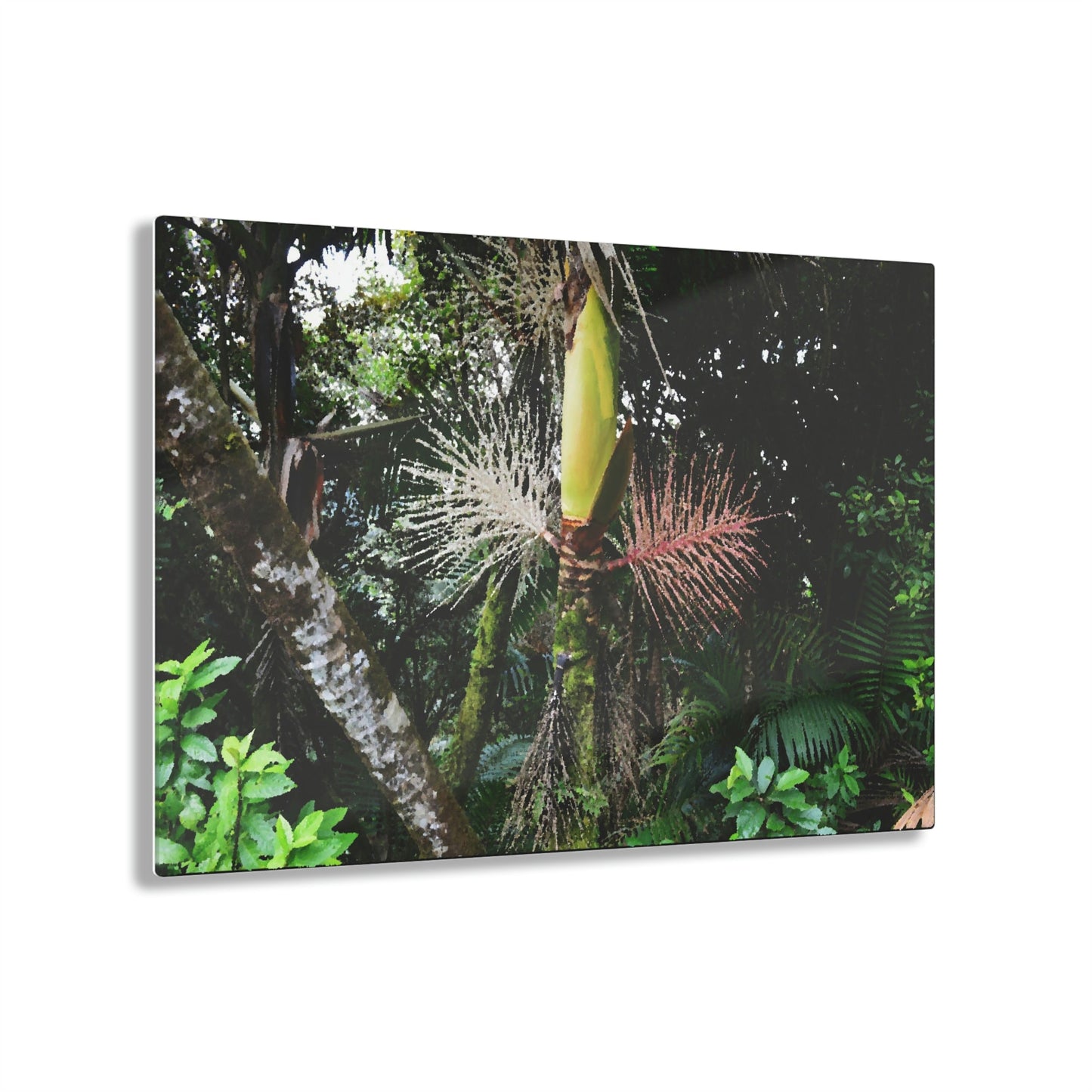 Acrylic Prints - US Made - Ideal for a Stunning Home/Office Decor Ideas - El Yunque Rainforest - Sierra Palm with seeds as Painting - CCMM* - Green Forest Home
