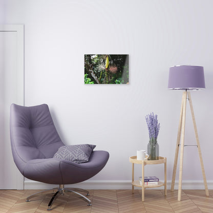 Acrylic Prints - US Made - Ideal for a Stunning Home/Office Decor Ideas - El Yunque Rainforest - Sierra Palm with seeds as Painting - CCMM* - Green Forest Home