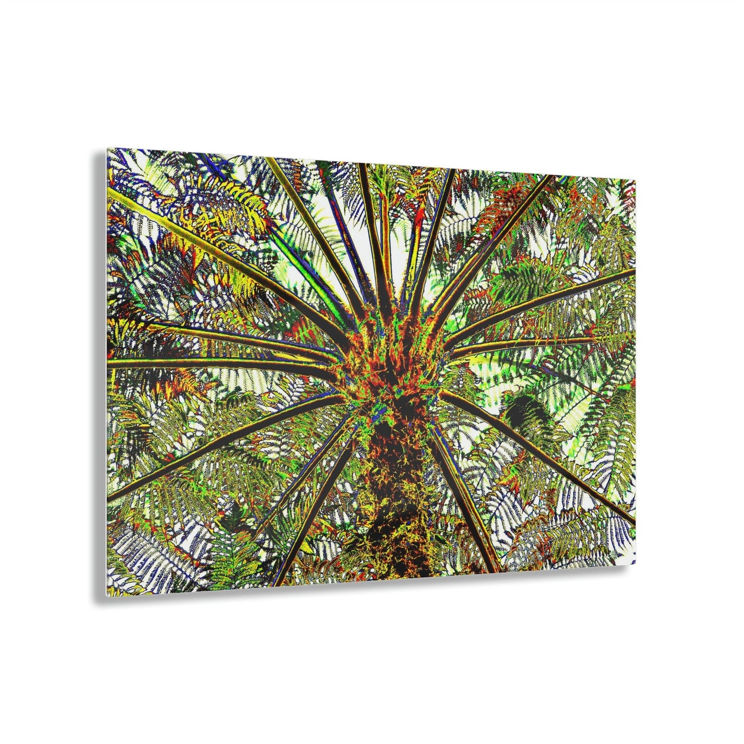 Acrylic Prints - US Made - Ideal for a Stunning Home/Office Decor Ideas - El Yunque Rainforest - The ancient Fern Palm - CCMM* - Green Forest Home